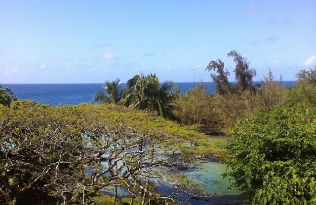 KAILANI bei Mauna Loa Shores, Fantastic Condo, Schwimmen mit den Meeresschildkröten
