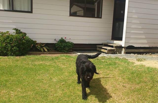 Kaipara Dargaville Pouto Farm Cottage beautiful working Beef and Sheepfarm.