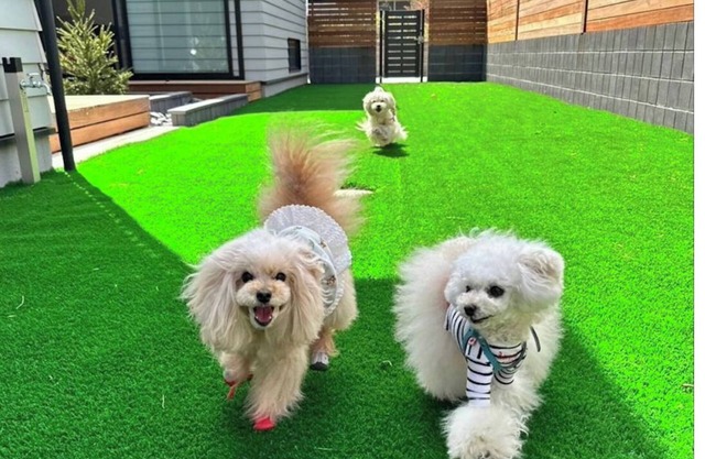 KOYA TRIBE VILLA Kawaguchiko with dog run Dogs 2 / Minamitsuru-gun Yamanashi