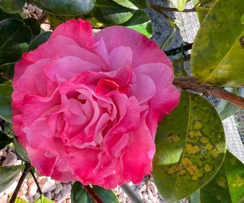 La Camelia holiday house