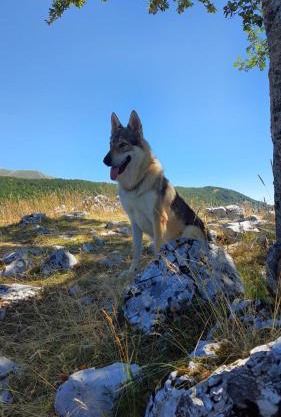 La tana del lupo Pet Free