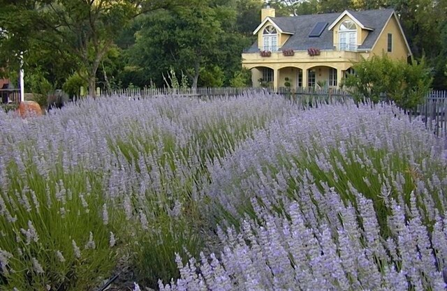'Le Jardin' in Glen Ellen Pool / Whirlpool Mieten Sie ein $ 500 / N oder beide für $ 800 / N
