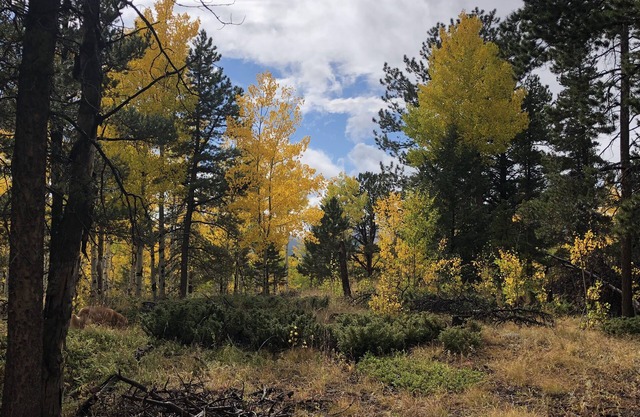 Quartz Point Ranch: 20 acres to roam!