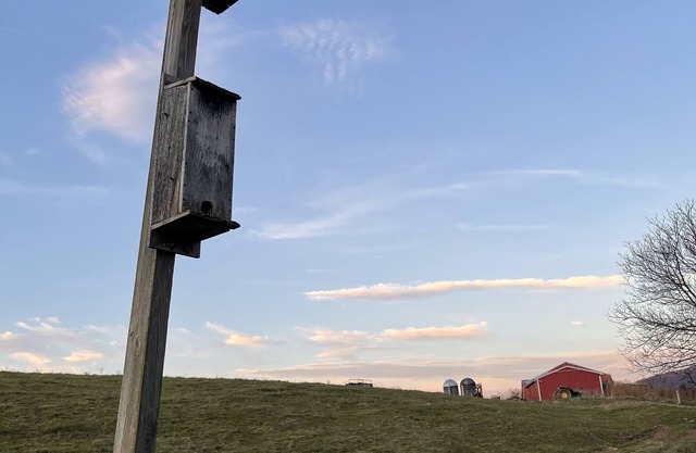 Life at the Dairy Farm