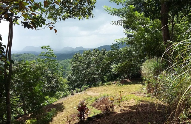 LIVE IN A TEA ESTATE: RUHIG: GRÜN: WALD IN HOHER HÖHE: HERRLICHE AUSSICHTEN