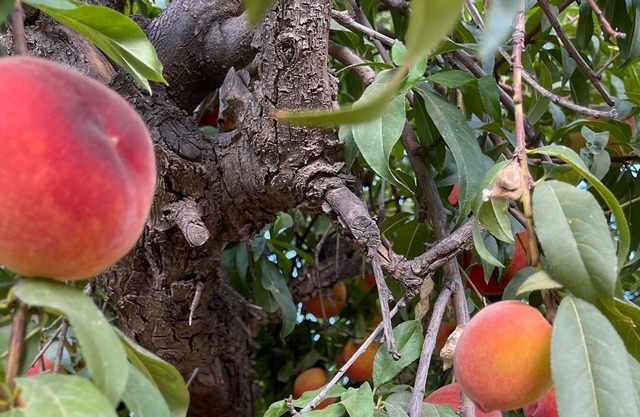 Beautiful brand new private guest suite Queen Creek. Not far from Mesa Gateway.