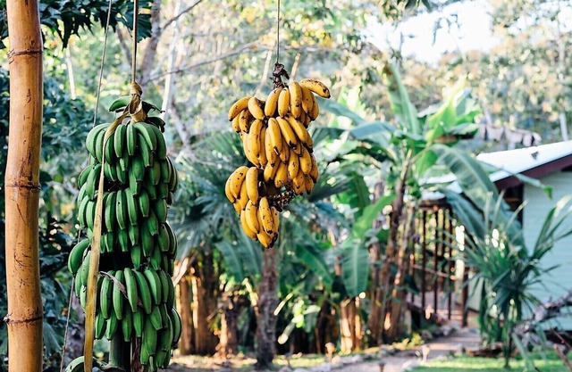 Award-Winning Secluded Jungle River Bungalow ~ Fast WiFi