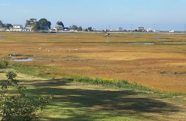 Marsh View Home!