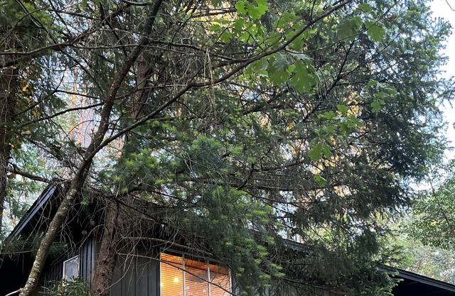 Modern and beautiful renovated cabin in Lush Lake County!