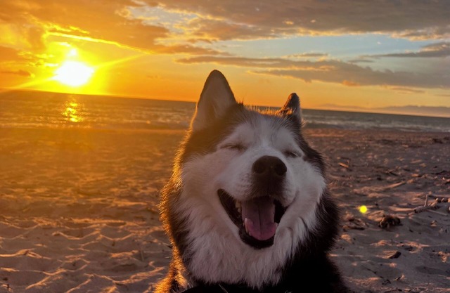 Casa de playa moderna que admite mascotas