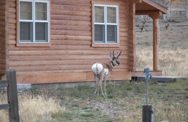 Montana Spirit Guest Cabin -30 Hektar auf dem Madison River,