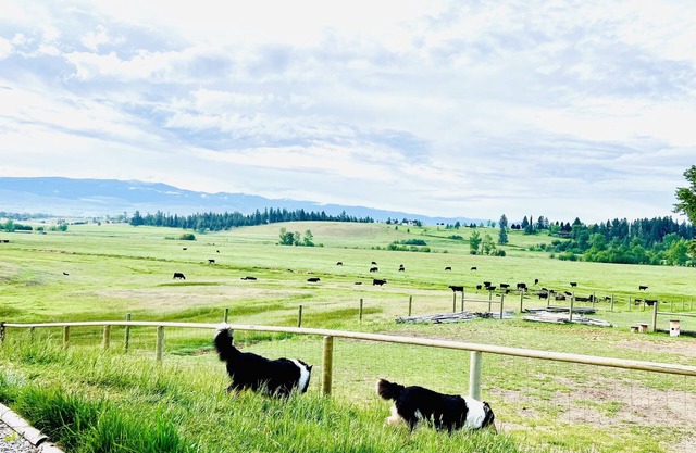 Montana View 360