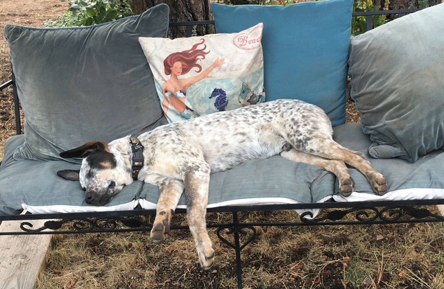 Mountain Breeze - Spring is Here - Pets Welcome