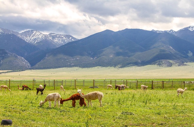 Mountain-View Montana Rental Cabin on Alpaca Farm!