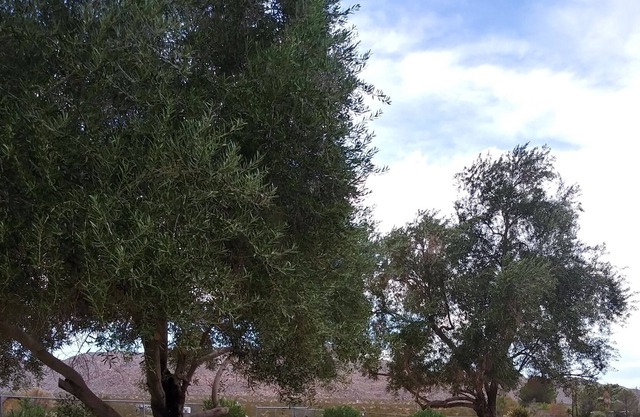 Mountain view. Indian cove. Campground.