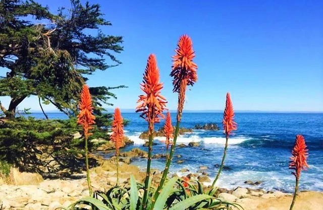 Mv14: Beach Retreat Close To The Beach And Carmel