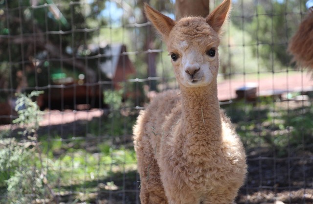 Neues Listing - Mystic Pines Alpacas und Fibre Processing heißt Sie willkommen !!