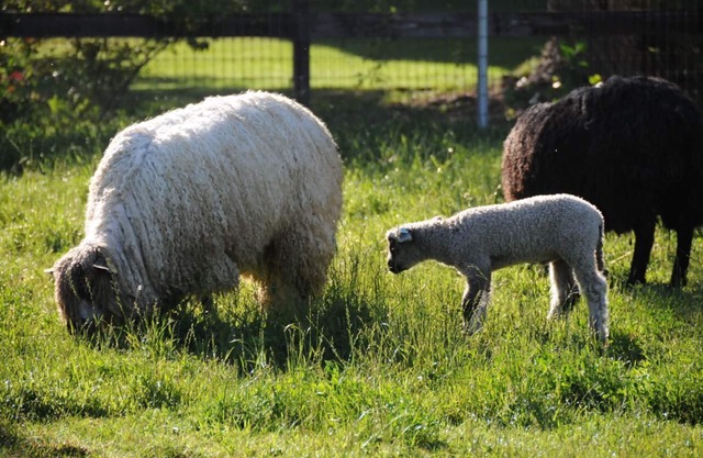 Namaste Farms; Private Arbeitswollschaf-Farm im Herzen des Weinlandes