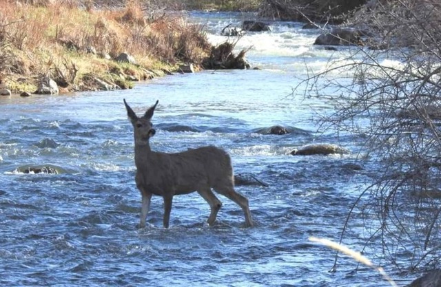 Near Bryce/ Zion Backyard River Retreat - Fish, Raft, Hike 1 Bd/Bth and/or Camp!