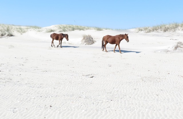 OBX - Duck, N.C. Barrier Island Station Resort