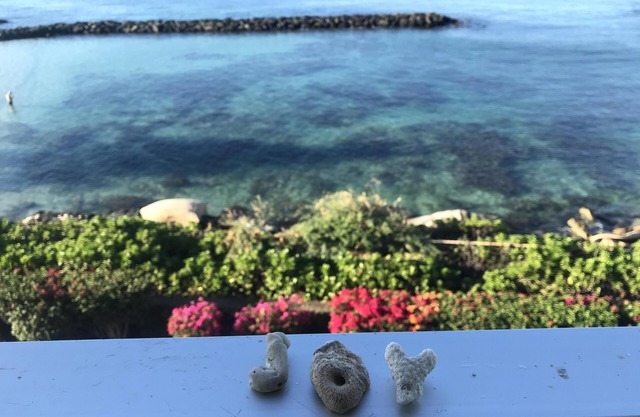 Oh die Aussicht! Eigentumswohnung am Meer: Delfine, Schildkröten & Sonnenuntergänge oh my!