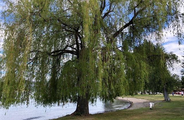 Okanagan Lake, peaceful cottage on the lake with boat access, golf & ski hills.