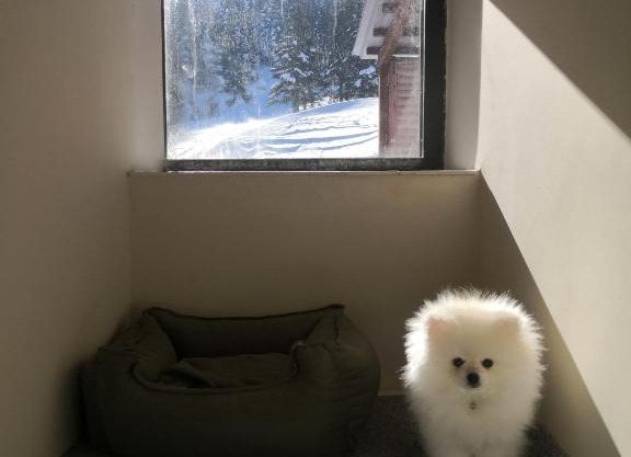 OKSIJEN ZONE PET HOTEL SPA Only Pet