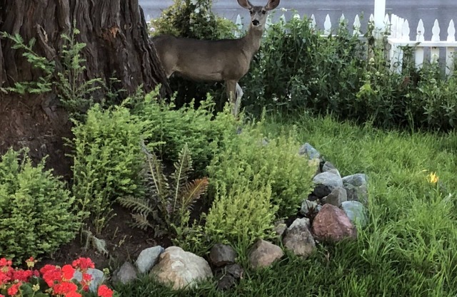 Olallieberry Inn B&B