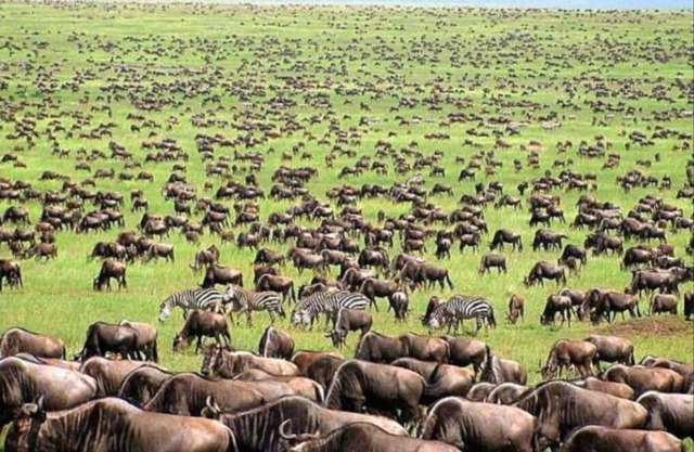 oloiren safari camp