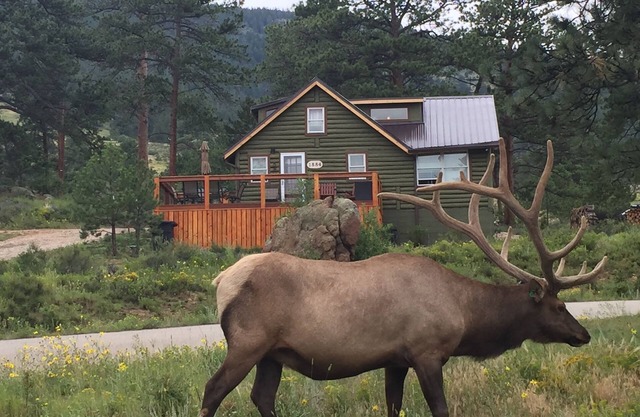 Ursprüngliche Rocky Mountain National Park Hütte mit modernen Updates und 360 Bergblick