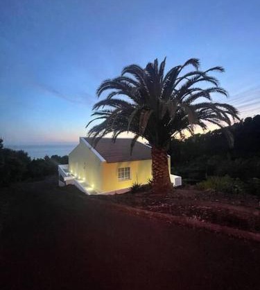 Palm Tree House