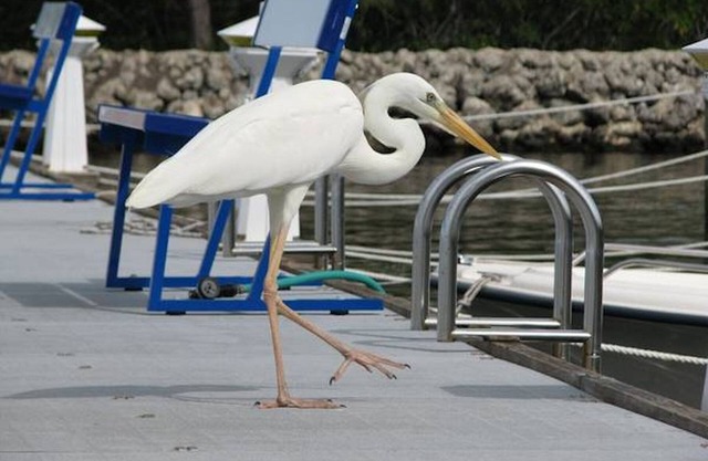 Florida Key Largo Condo