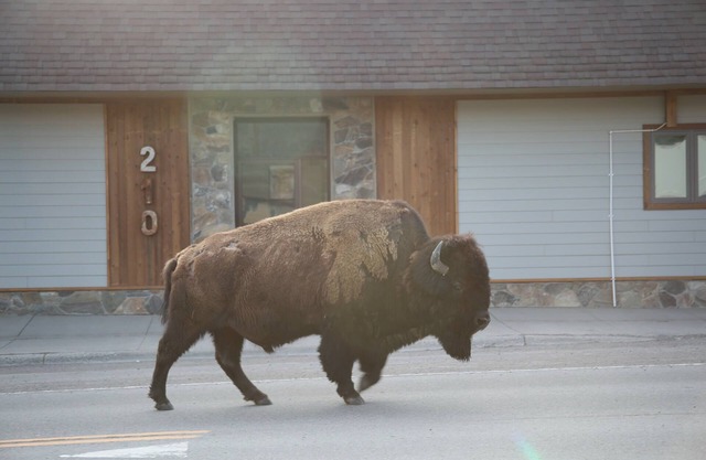 Parks Riverside A in Gardiner Nordeingang des Yellowstone