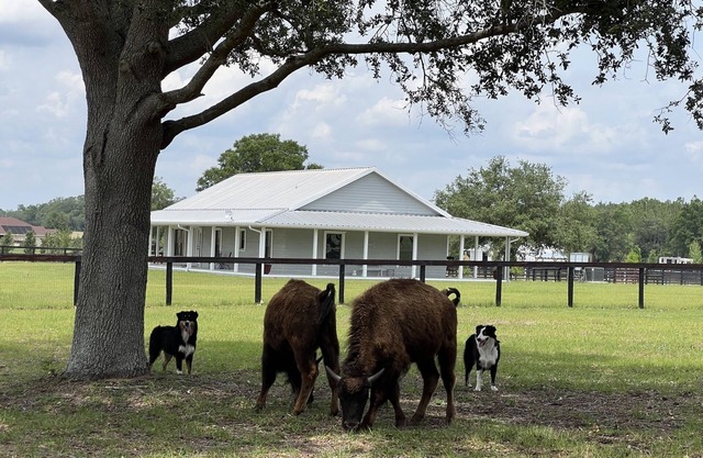 Peaceful and confortable 3/2 house in a Horse Farm
