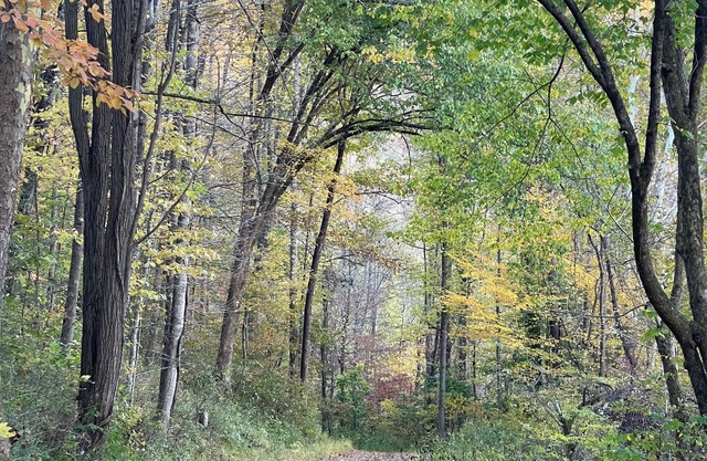 Peaceful and Spacious mountain retreat. Full of amenities. Off grid yet close.