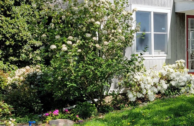 Peaceful farm house surrounded by paddocks, trees, gardens. Conveniently located