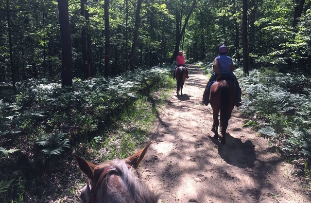 Pferdeanhänger-Anschlüsse von Pegasus Springs