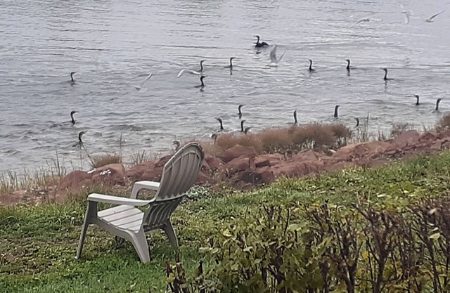 PEI Waterside Apt. #1 Waterfront Apt, saltwater beach, view of Cardigan Marina,