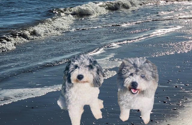 Pet Friendly, Clean and Cozy 2 bdrm, 2.5 bath, beachhome, 2 blocks to the beach.