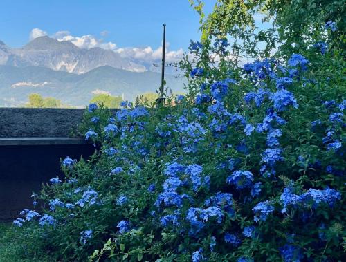 plumbago blue