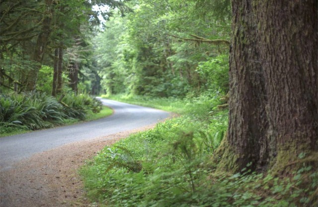Primitive Tent Site #3- Beautiful Forested Property