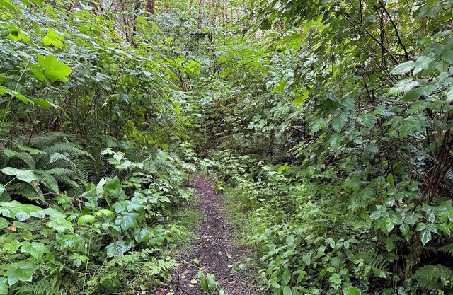 Primitive Tent Site in Enchanted Rain Forest - Site #1
