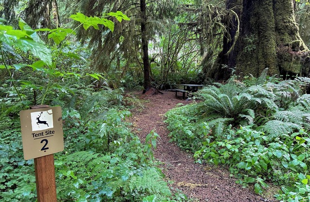 Primitive Tent Site in Enchanted Rain Forest - Site #2
