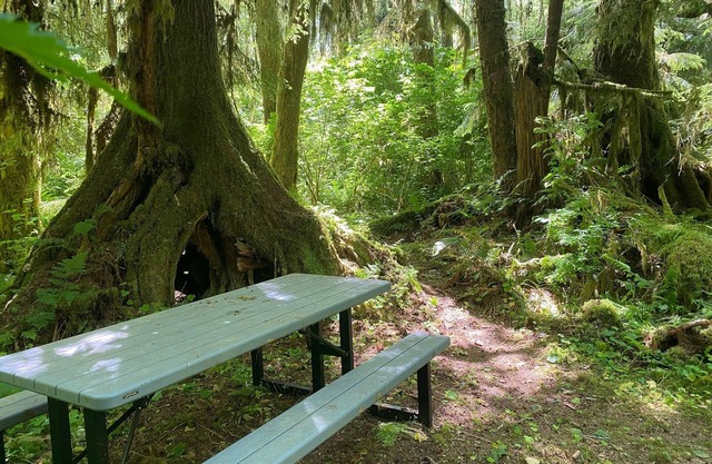 Primitive Tent Site in Enchanted Rain Forest - Site #19