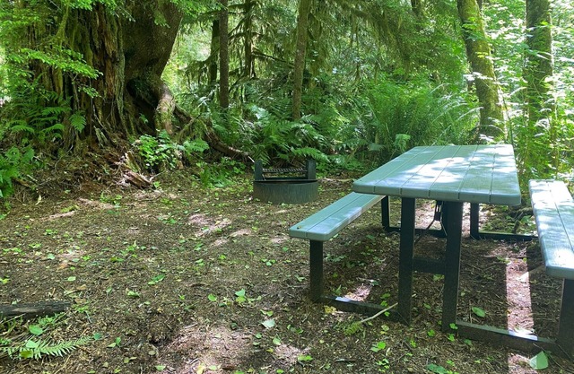 Primitive Tent Site in Enchanted Rain Forest - Site #18