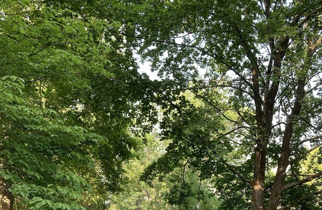Princeton Rosedale House