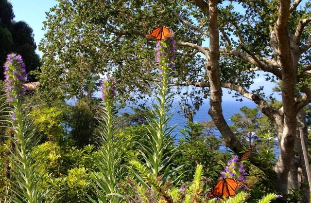 Unberührte Natur und Meerblick neben dem Highlands Inn in Carmel Highlands