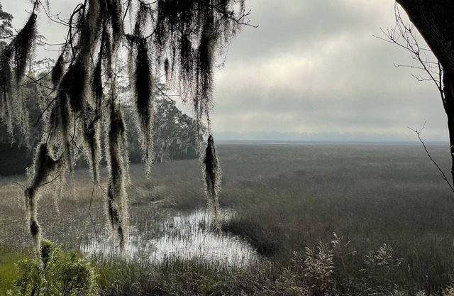 Near Sapelo Island, Great Birding, Wildlife, Kayaking, Fishing,