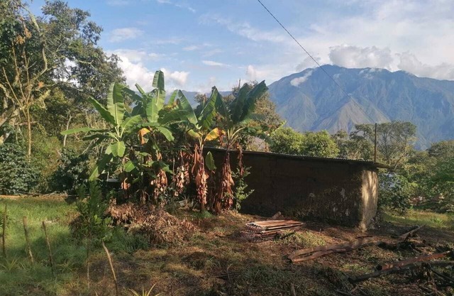 Private jungle ecolodge - whole estate & cafés