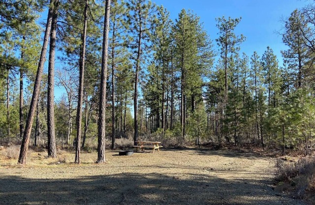 Private Starlit Campsite In the Woods
